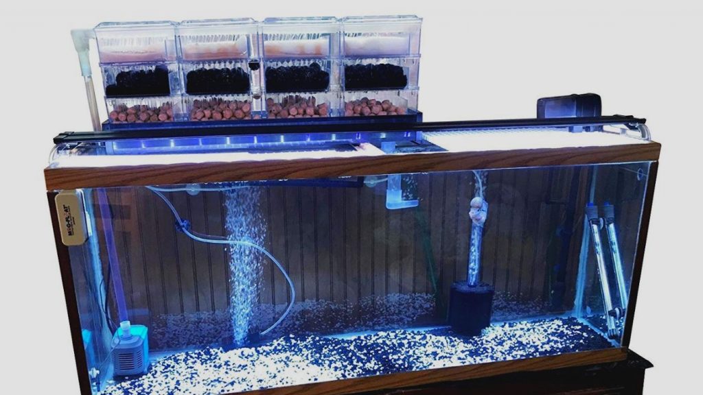 Jika aquarium memiliki kualitas air yang baik maka ikan memiliki daya tahan tubuh sehingga dapat melawan infeksi penyakit.