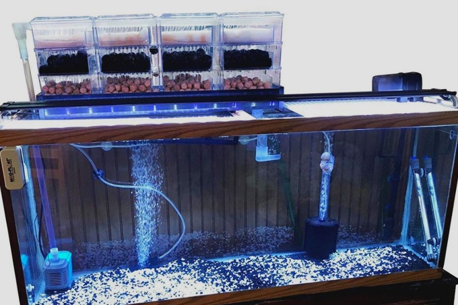 Jika aquarium memiliki kualitas air yang baik maka ikan memiliki daya tahan tubuh sehingga dapat melawan infeksi penyakit.