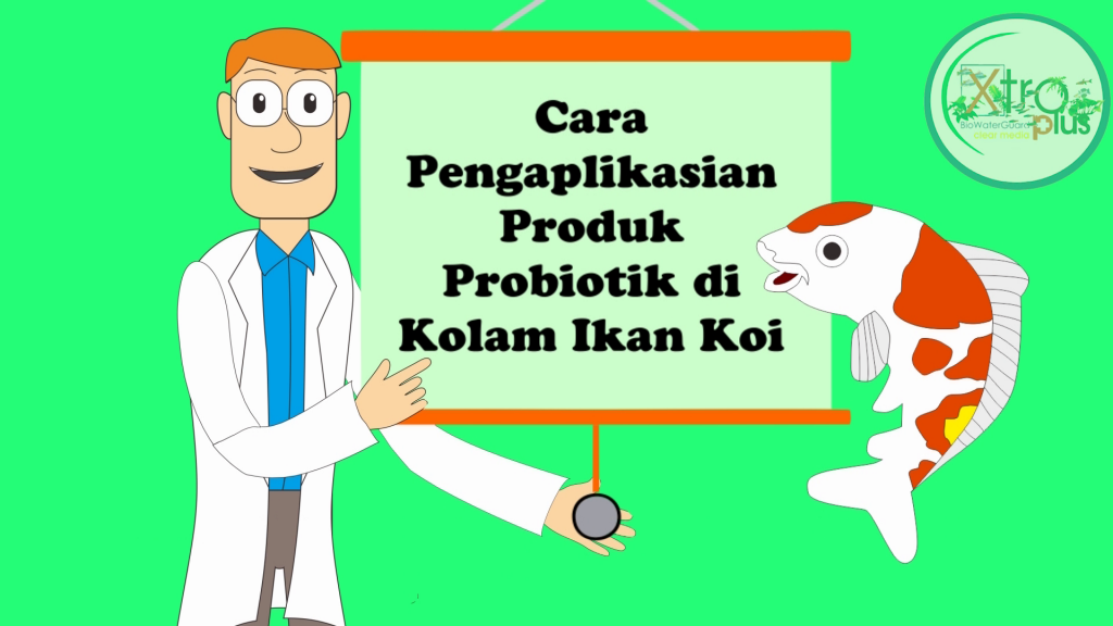 Cara Pakai Produk Probiotik Pada Kolam Koi