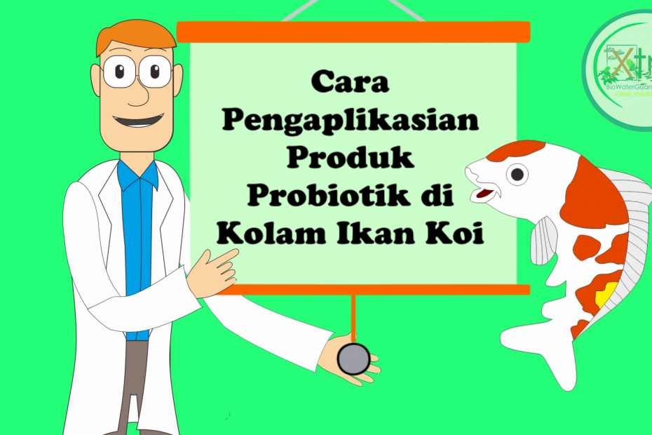 Cara Pakai Produk Probiotik Pada Kolam Koi