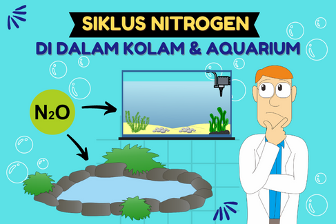 Terdapat zat-zat berbahaya ya sobat yang terkandung di dalam sampah yang ada di akuarium/ kolam. Zat tersebut yaitu Nitrogen.