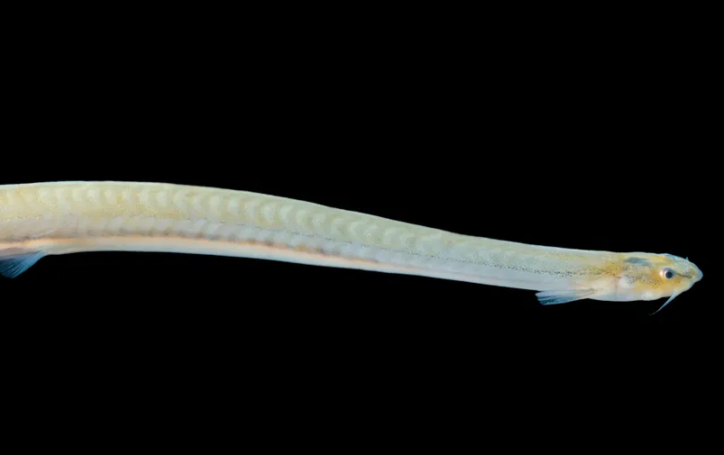 Ikan Candiru atau Canero adalah ikan air tawar yang termasuk dalam kelompok ikan lele yang banyak ditemukan di Sungai Amazon.
