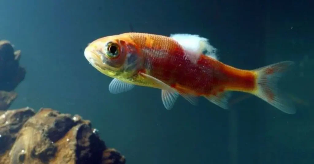 Berikut adalah beberapa penyakit umum pada ikan hias, gejala, penyebab, serta cara pencegahan dan pengobatannya.