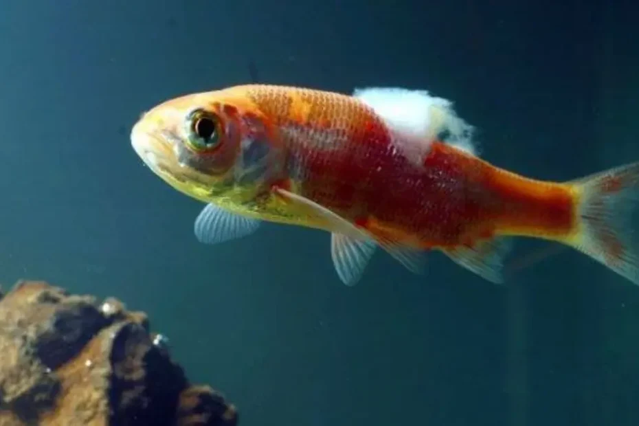 Berikut adalah beberapa penyakit umum pada ikan hias, gejala, penyebab, serta cara pencegahan dan pengobatannya.