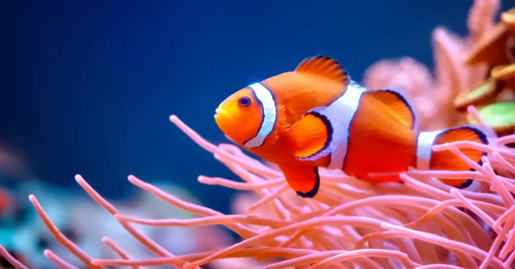 Kesalahan Umum Pemula dalam Merawat Ikan Hias