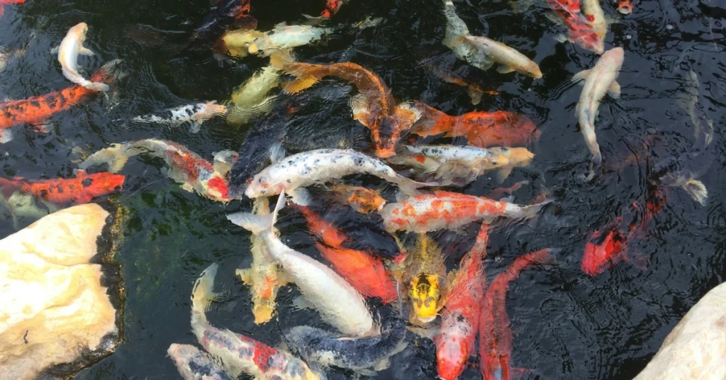 Berikut ini adalah beberapa langkah penting yang dapat Anda lakukan untuk menjaga kualitas air kolam koi selama musim hujan: