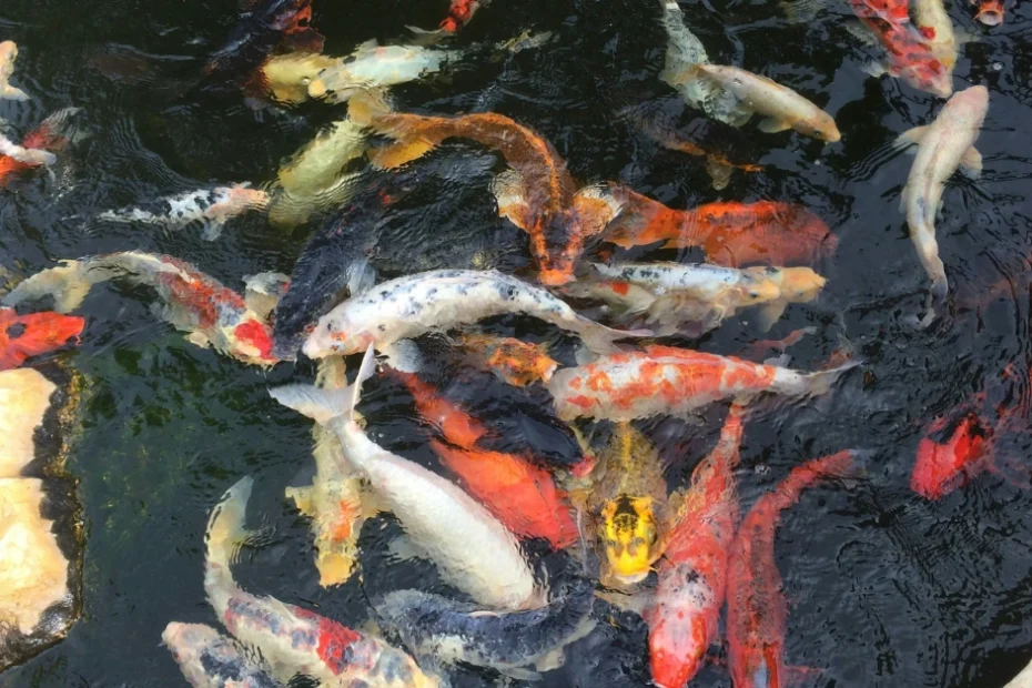 Berikut ini adalah beberapa langkah penting yang dapat Anda lakukan untuk menjaga kualitas air kolam koi selama musim hujan: