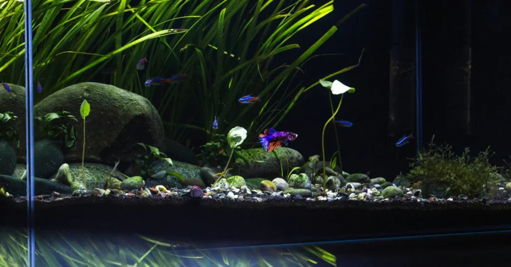 Memahami berbagai gaya aquascape dapat membantu dalam memilih desain yang sesuai dengan selera dan tingkat keahlian.