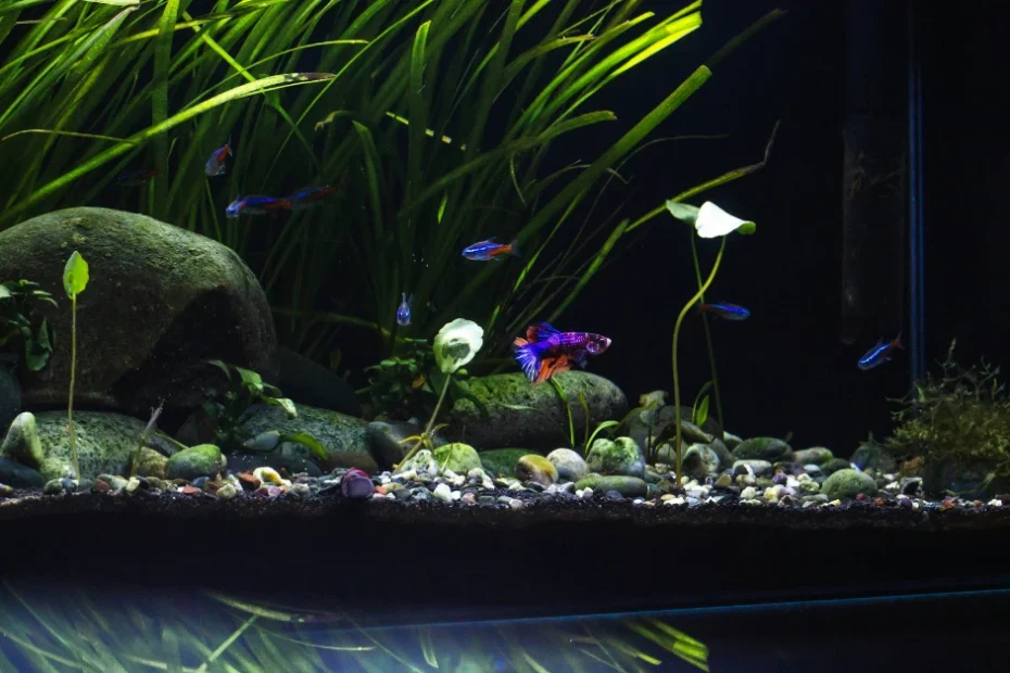 Memahami berbagai gaya aquascape dapat membantu dalam memilih desain yang sesuai dengan selera dan tingkat keahlian.