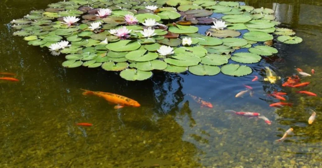 Buat kamu yang baru memelihara ikan koi, mungkin pernah kaget saat mendapati air kolam tiba-tiba berubah jadi hijau keruh.