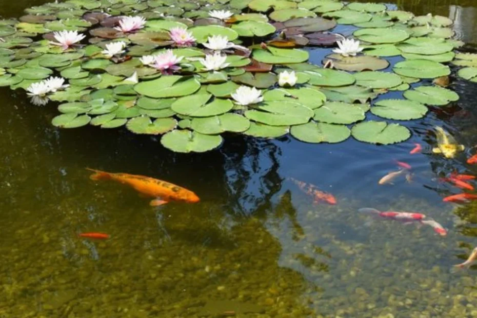 Buat kamu yang baru memelihara ikan koi, mungkin pernah kaget saat mendapati air kolam tiba-tiba berubah jadi hijau keruh.