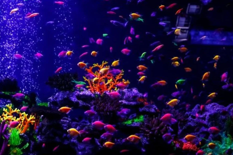 Jika kamu pencinta ikan hias dan pernah melihat ikan berwarna terang yang menyala seperti lampu neon, bisa jadi kamu sedang melihat GloFish.