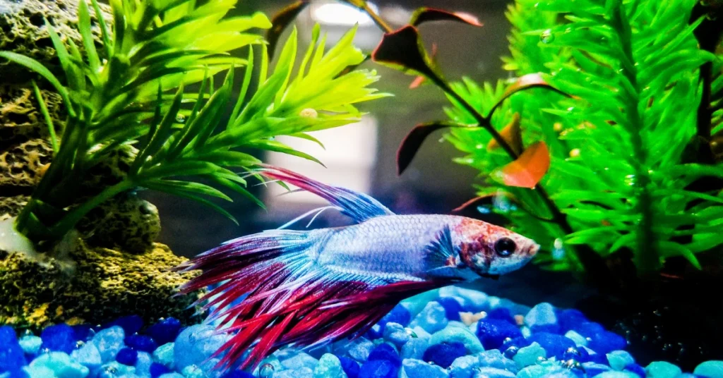 Dalam dunia akuakultur, khususnya bagi para pecinta ikan hias, menjaga kesehatan dan keindahan warna ikan adalah prioritas utama.