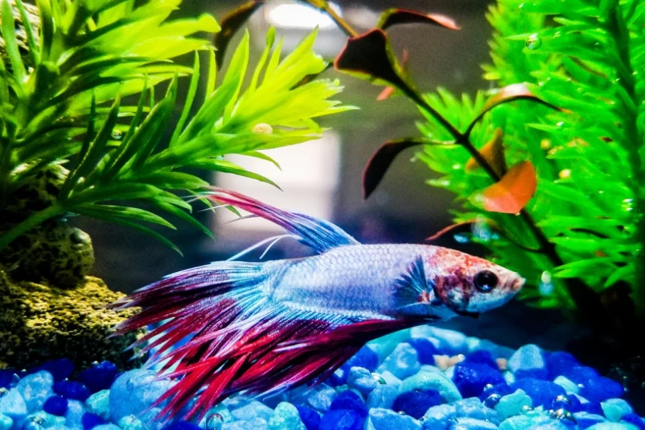 Dalam dunia akuakultur, khususnya bagi para pecinta ikan hias, menjaga kesehatan dan keindahan warna ikan adalah prioritas utama.