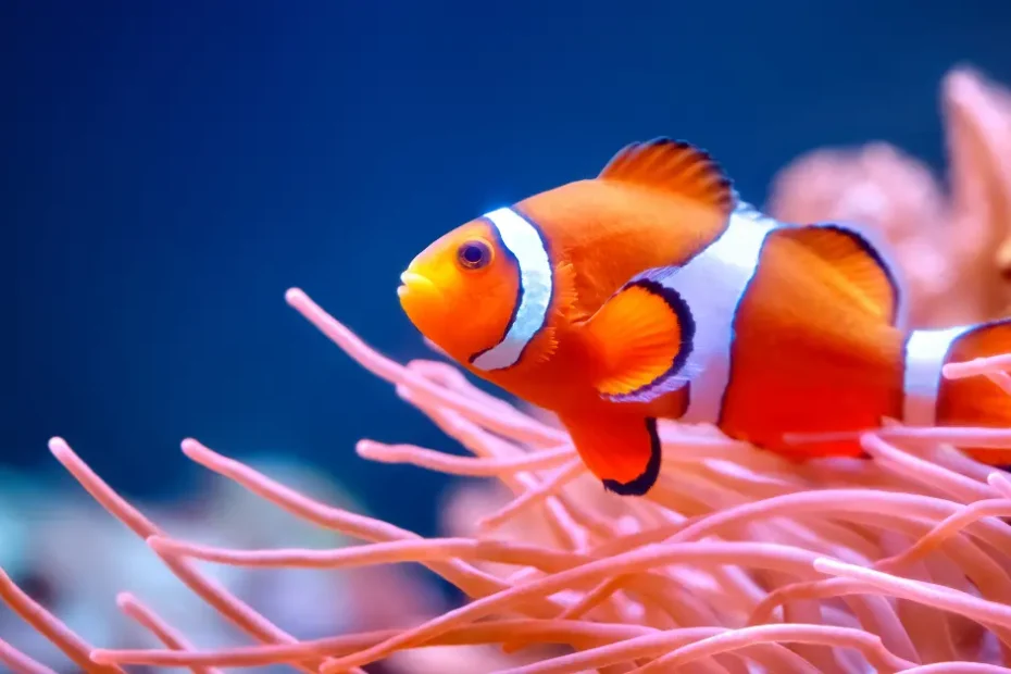 Kesalahan Umum Pemula dalam Merawat Ikan Hias