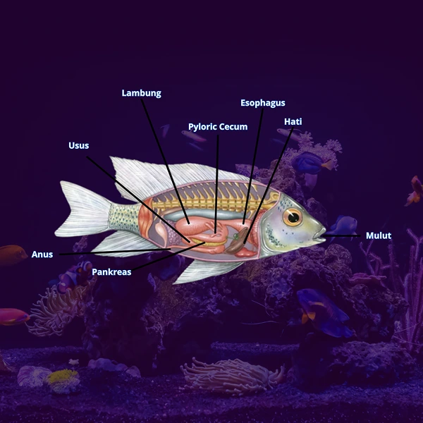 probiotik pencernaan ikan