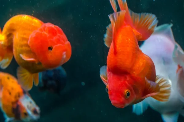 Probiotik untuk Meningkatkan Kesehatan dan Pertumbuhan Ikan Mas Koki