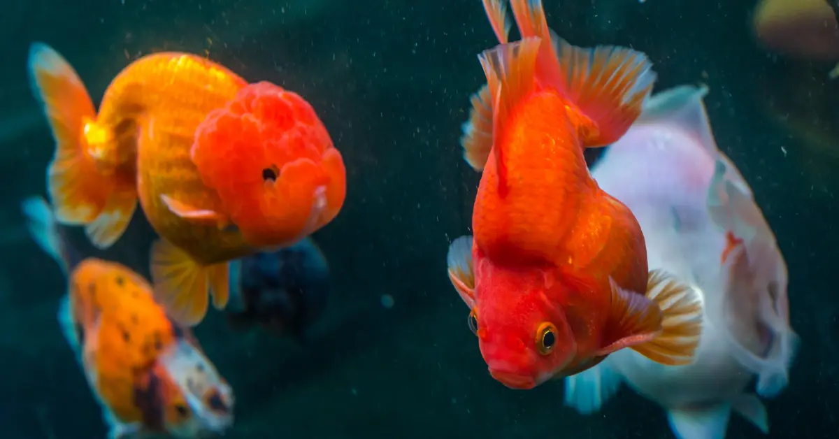 Probiotik untuk Meningkatkan Kesehatan dan Pertumbuhan Ikan Mas Koki