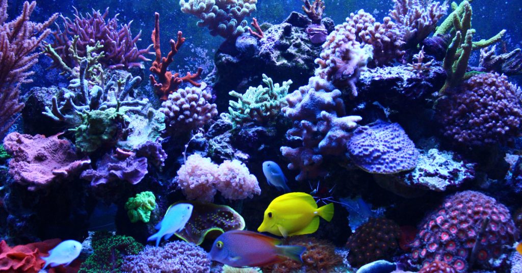 Pada artikel ini, kita akan membahas cara menggunakan bakteri starter untuk aquarium, berikut penjelasanya.