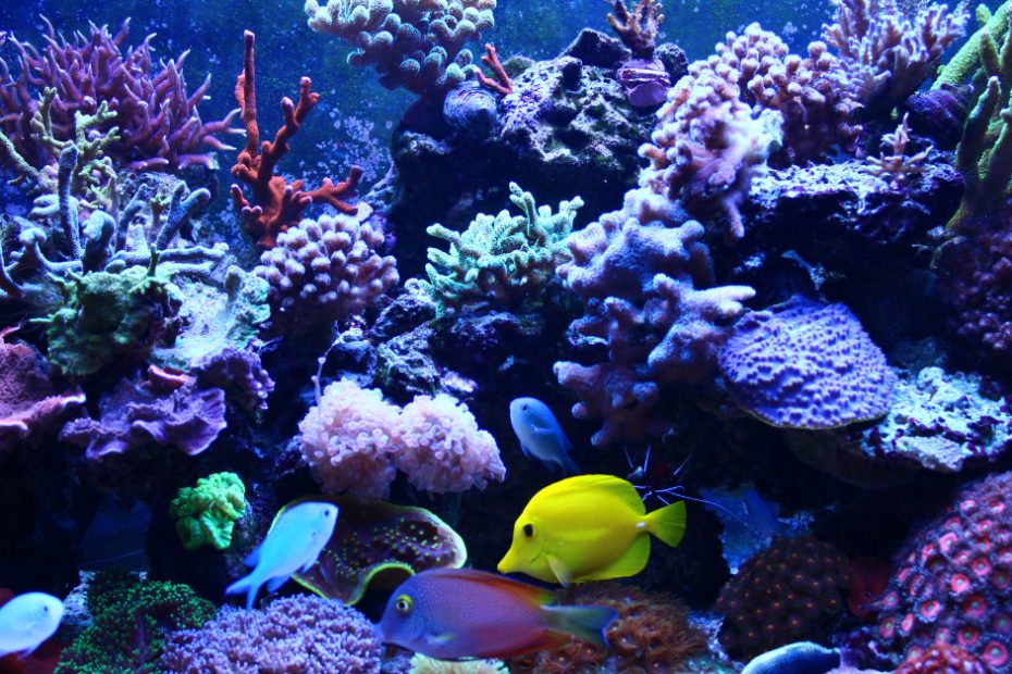 Pada artikel ini, kita akan membahas cara menggunakan bakteri starter untuk aquarium, berikut penjelasanya.