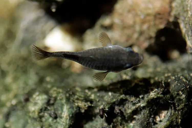 Pupfish Devils Hole (Cyprinodon diabolis) adalah salah satu ikan air tawar paling langka di dunia.
