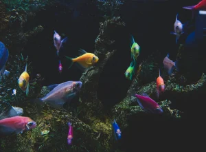 Para penghobi, kolektor, hingga pelaku bisnis ikan hias mulai mengincar jenis-jenis ikan hias tertentu yang diprediksi akan booming.