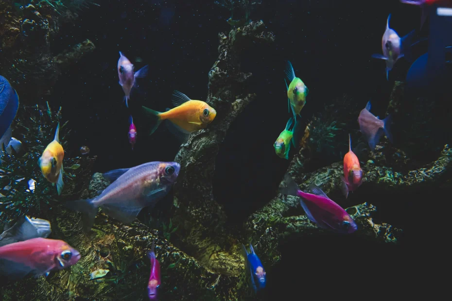 Para penghobi, kolektor, hingga pelaku bisnis ikan hias mulai mengincar jenis-jenis ikan hias tertentu yang diprediksi akan booming.
