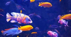 Artikel ini akan membantu mengenal 5 jenis ikan hias pemula terbaik yang cocok untuk belajar sambil menikmati keindahan dunia bawah air.