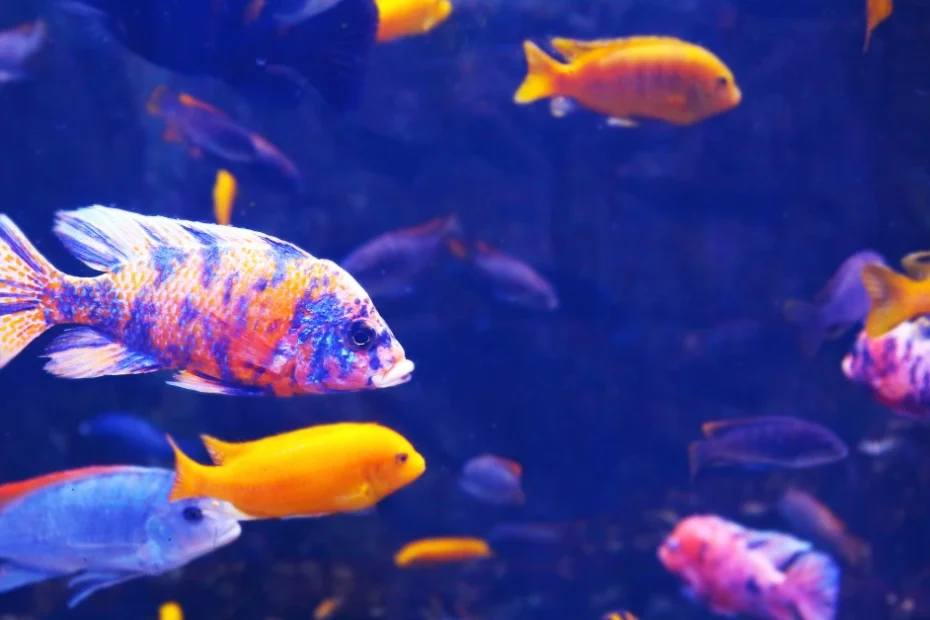 Artikel ini akan membantu mengenal 5 jenis ikan hias pemula terbaik yang cocok untuk belajar sambil menikmati keindahan dunia bawah air.