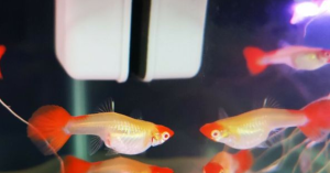 Guppy Albino Koi menarik perhatian karena kombinasi warna cerah dan corak uniknya yang membuat siapa pun langsung jatuh hati.