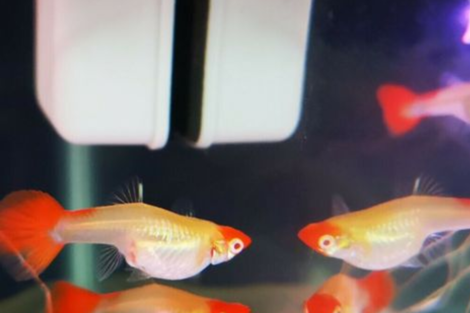 Guppy Albino Koi menarik perhatian karena kombinasi warna cerah dan corak uniknya yang membuat siapa pun langsung jatuh hati.