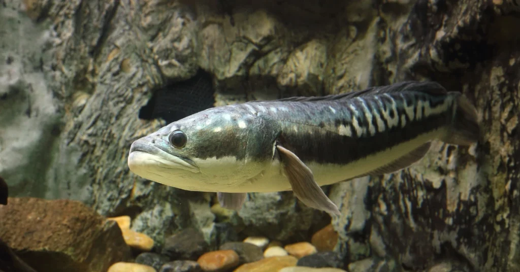 Pelajari perbedaan ikan channa dan ikan gabus secara mendalam, dari morfologi, habitat, hingga nilai gizi dan budidaya.