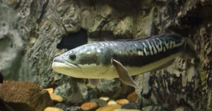 Pelajari perbedaan ikan channa dan ikan gabus secara mendalam, dari morfologi, habitat, hingga nilai gizi dan budidaya.