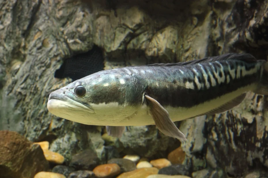 Pelajari perbedaan ikan channa dan ikan gabus secara mendalam, dari morfologi, habitat, hingga nilai gizi dan budidaya.