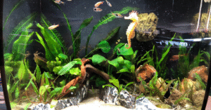 memahami cara membuat akuarium ikan hias yang stabil tanpa masalah air sangat penting bagi pemula maupun aquascaper berpengalaman.