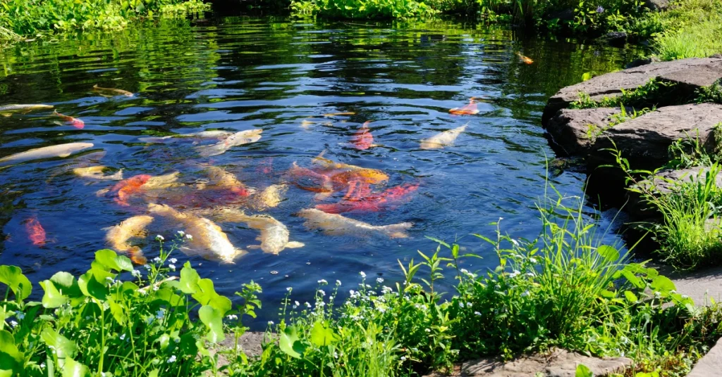 Pelajari cara kerja, manfaat, hingga panduan lengkap tentang penggunaan bakteri starter bioflok untuk kolam ikan.