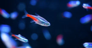Pelajari segala hal tentang ikan neon tetra, mulai dari asal-usul, habitat, karakteristik fisik, perawatan, nutrisi, hingga popularitasnya.