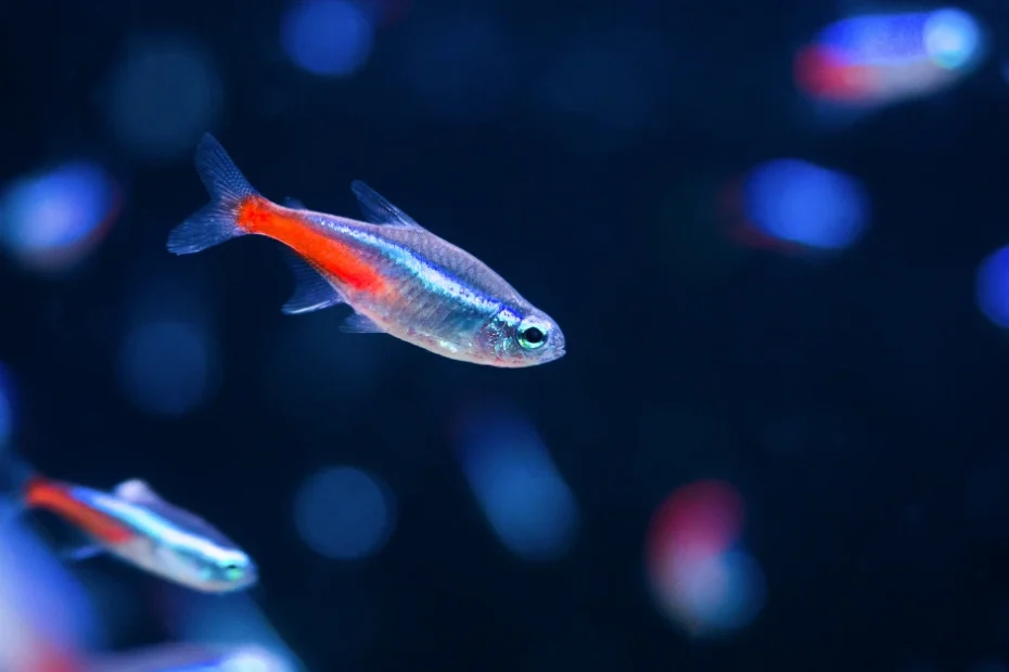 Pelajari segala hal tentang ikan neon tetra, mulai dari asal-usul, habitat, karakteristik fisik, perawatan, nutrisi, hingga popularitasnya.