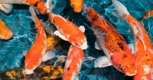 Pelajari tahapan adaptasi koi di kolam baru secara lengkap untuk mencegah stres, penyakit, hingga kematian.