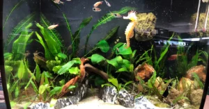 Salah Perawatan Bisa Fatal! Ini Pentingnya Siklus Nitrogen Akuarium untuk Ikan Hiasmu