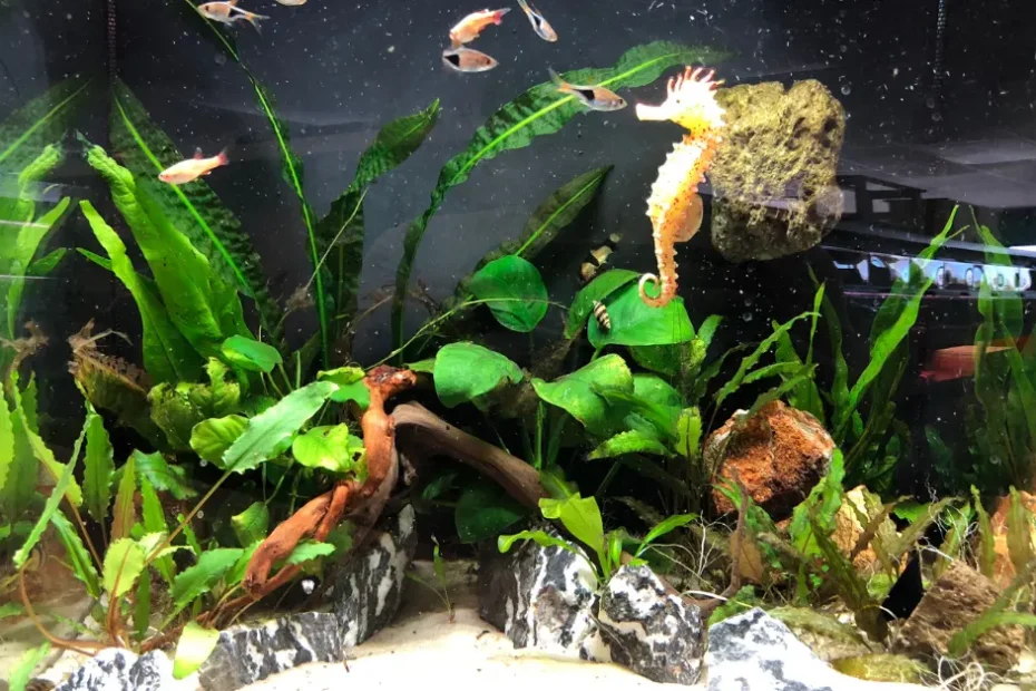 Salah Perawatan Bisa Fatal! Ini Pentingnya Siklus Nitrogen Akuarium untuk Ikan Hiasmu