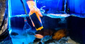 Rahasia Perawatan Akuarium Mingguan agar Ikan Tidak Stres