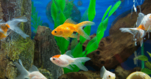 tips membeli ikan hias