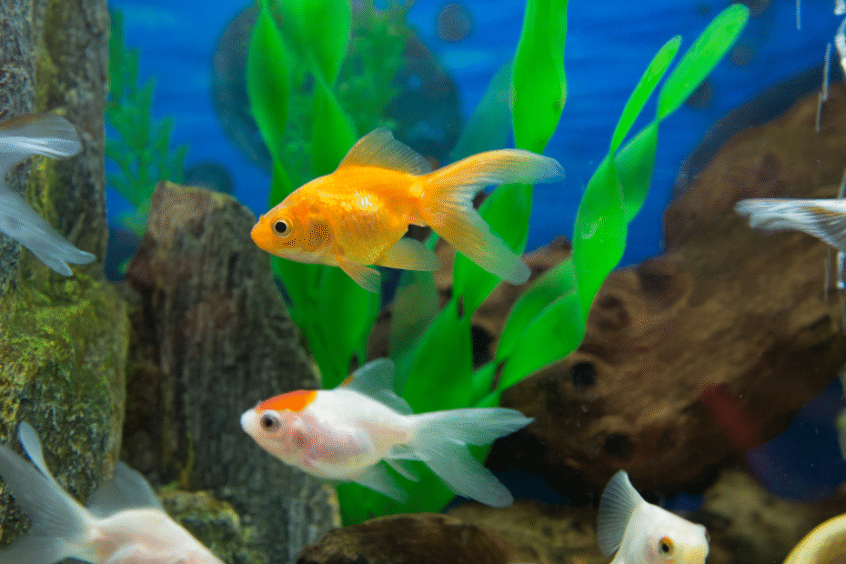 tips membeli ikan hias