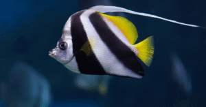 Mengenal Lebih Dekat Karakter Ikan Angelfish
