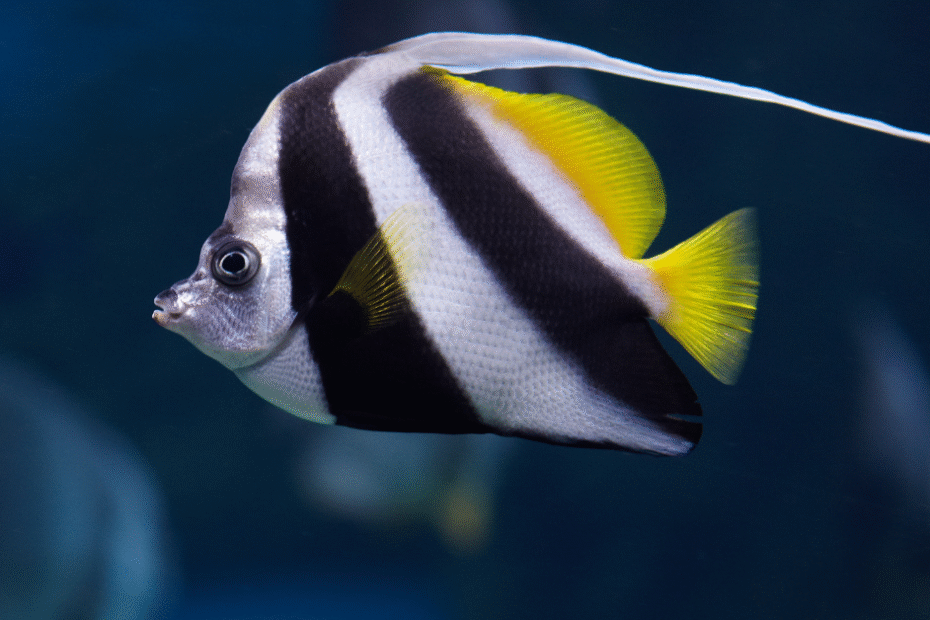 Mengenal Lebih Dekat Karakter Ikan Angelfish