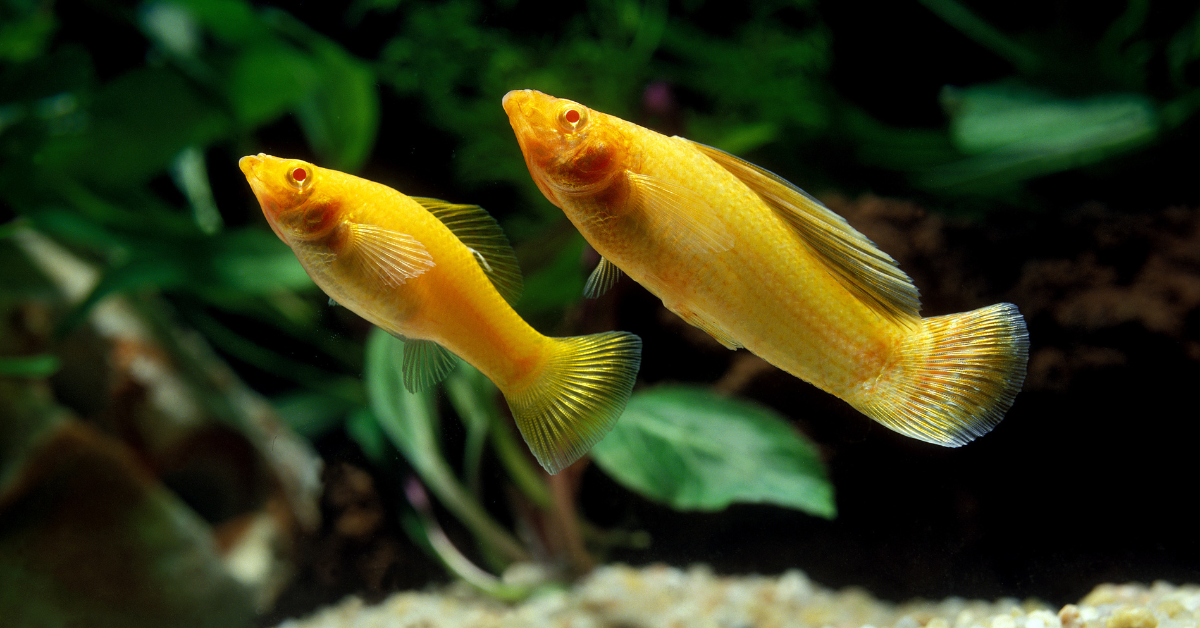 Akuarium Ideal untuk Ikan Molly
