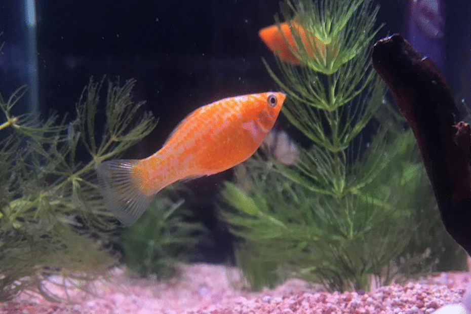 Jangan Pelihara Ikan Molly Sebelum Tahu Rahasia Perawatan Ini!
