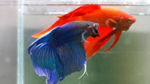 Penyakit Ikan Hias Paling Umum dan Cara Pengobatannya