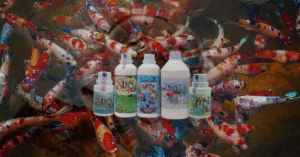 Ini Manfaat Probiotik untuk Ikan Koi